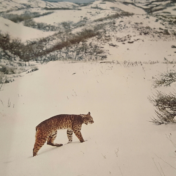 1975 FIRST PRINTING THE WORLD OF NATURE BIG CATS O - Picture 12 of 12
